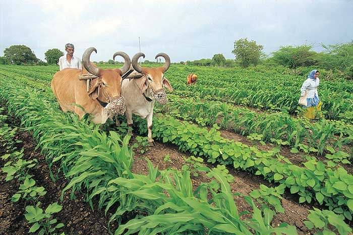 दूध उत्पादन की क्षमता बढ़ाने के लिए पशुओ को खिलाये चरी हरे चारे के रूप में