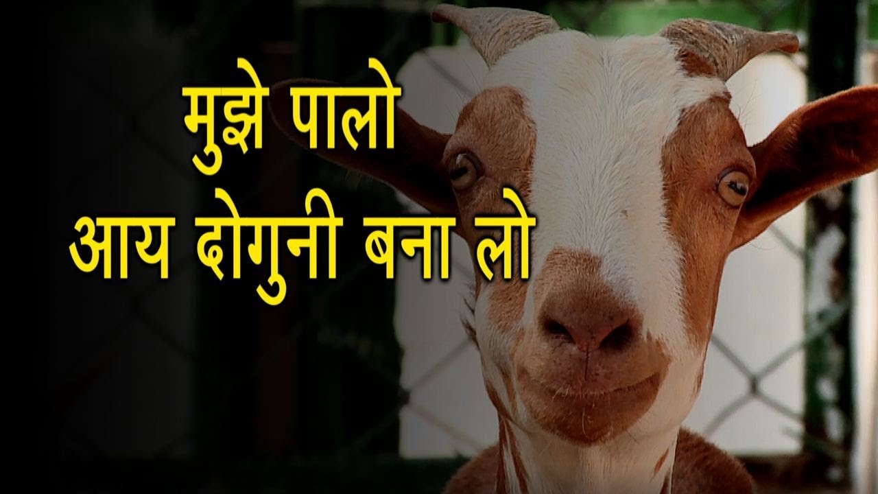 Goat Farming करे ये सटीक बिजनेस सरकारी नौकरी वाला भी है इसके सामने फैल देखे अधिक जानकारी