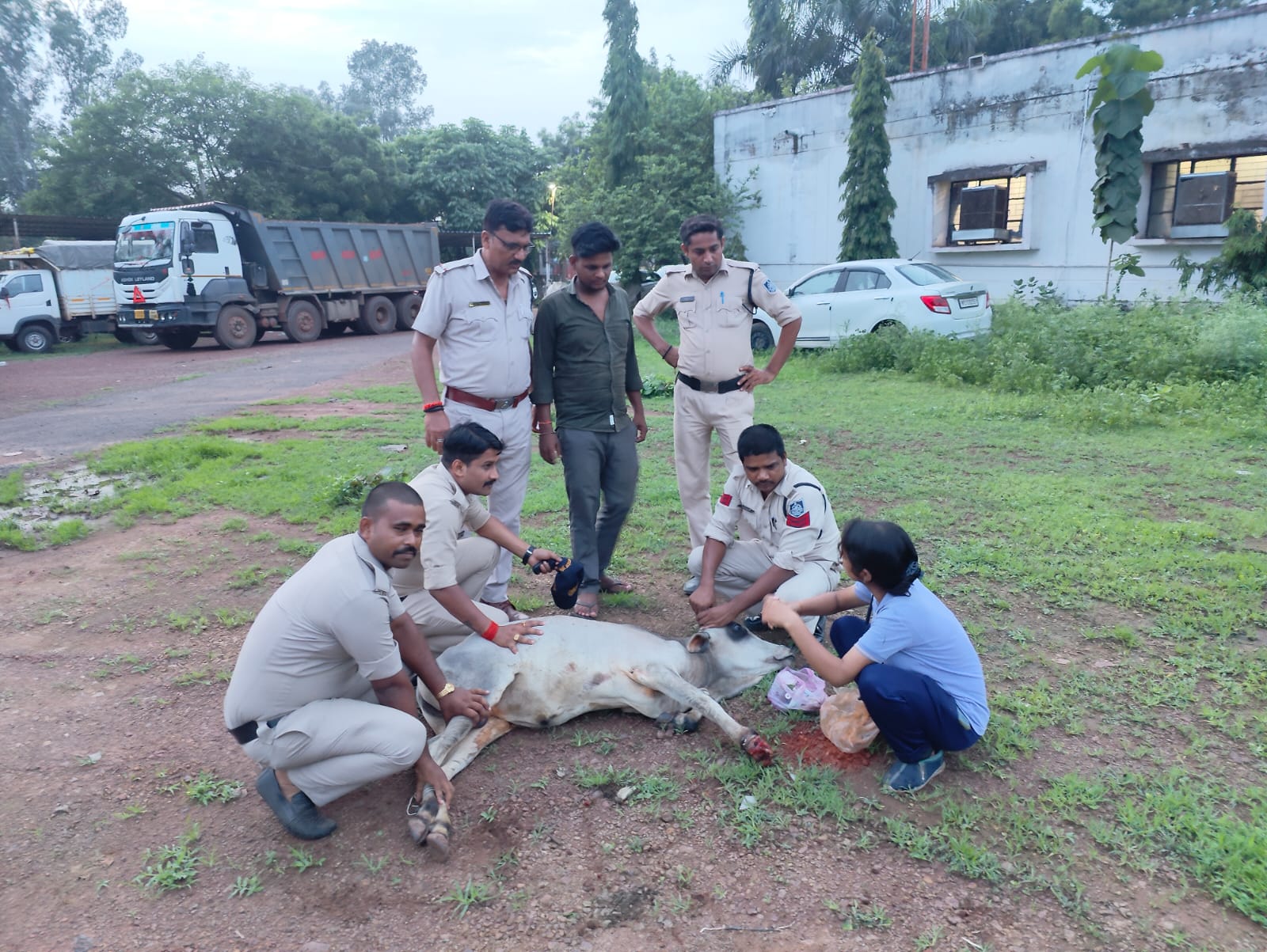 पुलिस का मानवीय रूप: गौसेविका क़े साथ किया नंदी का इलाज