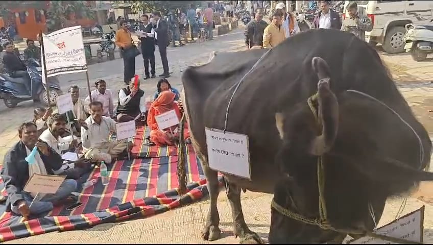 कटनी जनपद पंचायत अध्यक्ष ने समर्थकों के साथ जनपद कार्यालय के सामने भैस बांधकर किया अनोखा प्रदर्शन, अधिकारी, कर्मचारियों पर लगाए भ्रस्टाचार के आरोप